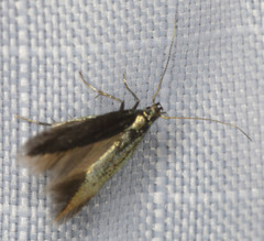 Periploca