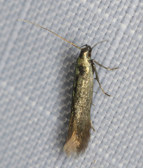 Periploca