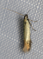 Periploca
