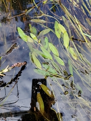 Potamogeton epihydrus