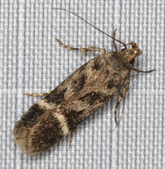 Pseudochelaria