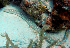 Myrichthys breviceps