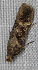 Pseudochelaria
