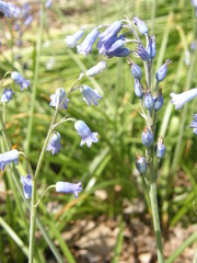Brimeura amethystina