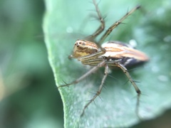 Oxyopes