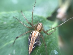 Oxyopes