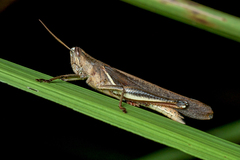 Stenocatantops splendens