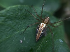 Oxyopes