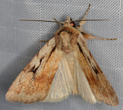 Setagrotis pallidicollis