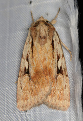 Setagrotis pallidicollis