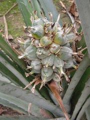 Bromelia lagopus