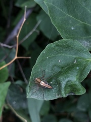 Oxyopes