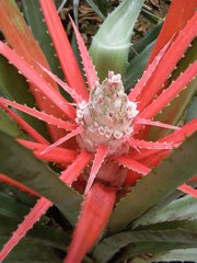 Bromelia lagopus