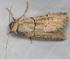 Sympistis bakeri