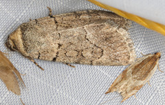 Sympistis bakeri
