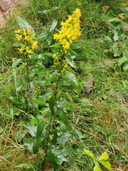 Solidago virgaurea virgaurea
