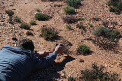 Agama hispida hispida