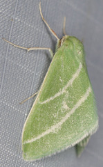 Synchlora bistriaria