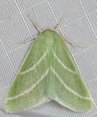 Synchlora bistriaria