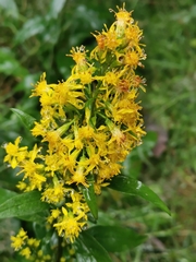 Solidago virgaurea virgaurea