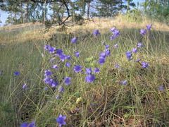 Campanula rotundifolia