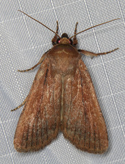 Tesagrotis corrodera