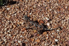 Agama hispida hispida