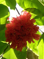 Brownea coccinea