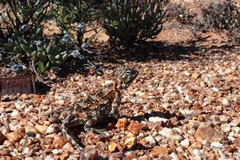 Agama hispida hispida