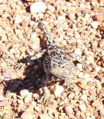 Agama hispida hispida