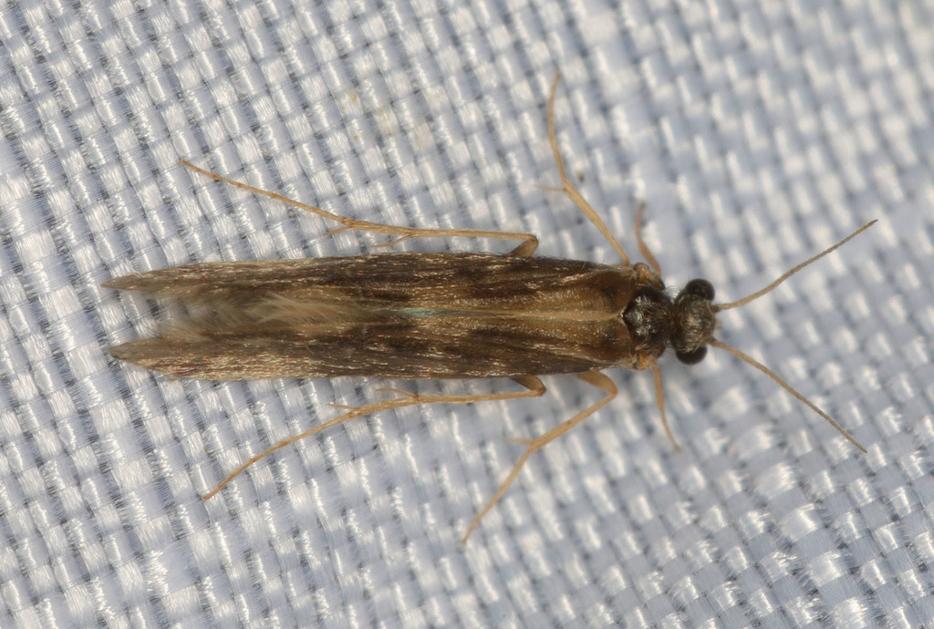 Agraylea saltesea