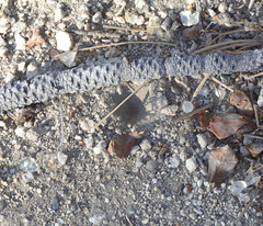 Vermileo