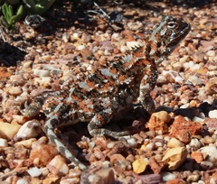 Agama hispida hispida