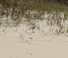 Charadrius marginatus arenaceus