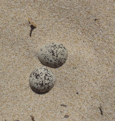 Charadrius marginatus arenaceus