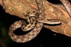 Boiga siamensis