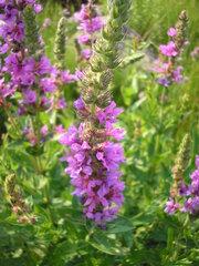 Lythrum salicaria