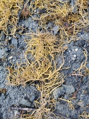 Ascophyllum nodosum