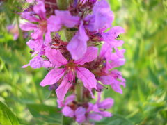Lythrum salicaria