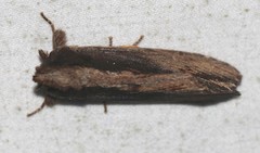 Hylaeora capucina