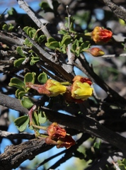 Hermannia cuneifolia