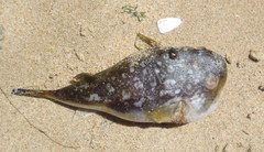 Amblyrhynchote honckenii