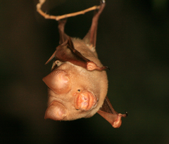 Hipposideros diadema