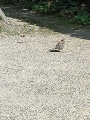 Passer domesticus