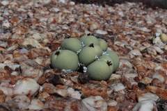 Conophytum calculus calculus