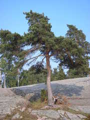 Pinus sylvestris