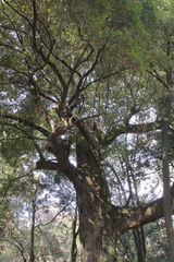 Quercus gilva