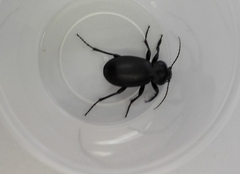 Carabus impressus