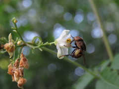 Copestylum chalybescens
