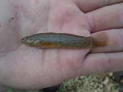 Etheostoma nigripinne